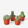 Lulu And Georgia Live Cacti Plants (Set Of 4), 4" Grower Pot