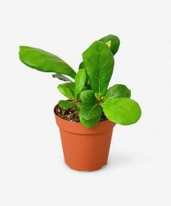 Lulu And Georgia Live Ficus Lyrata Plant (Fiddle Leaf Fig) New