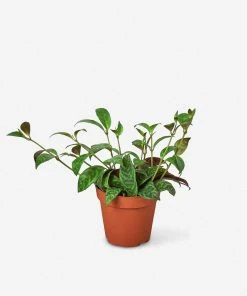 Lulu And Georgia New Live Lipstick Plant