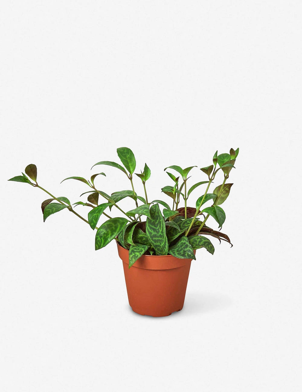 4_LIPSTICK_CLASSIC.jpg Lulu And Georgia New Live Lipstick Plant