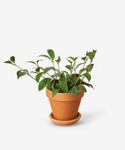 Lulu And Georgia New Live Lipstick Plant