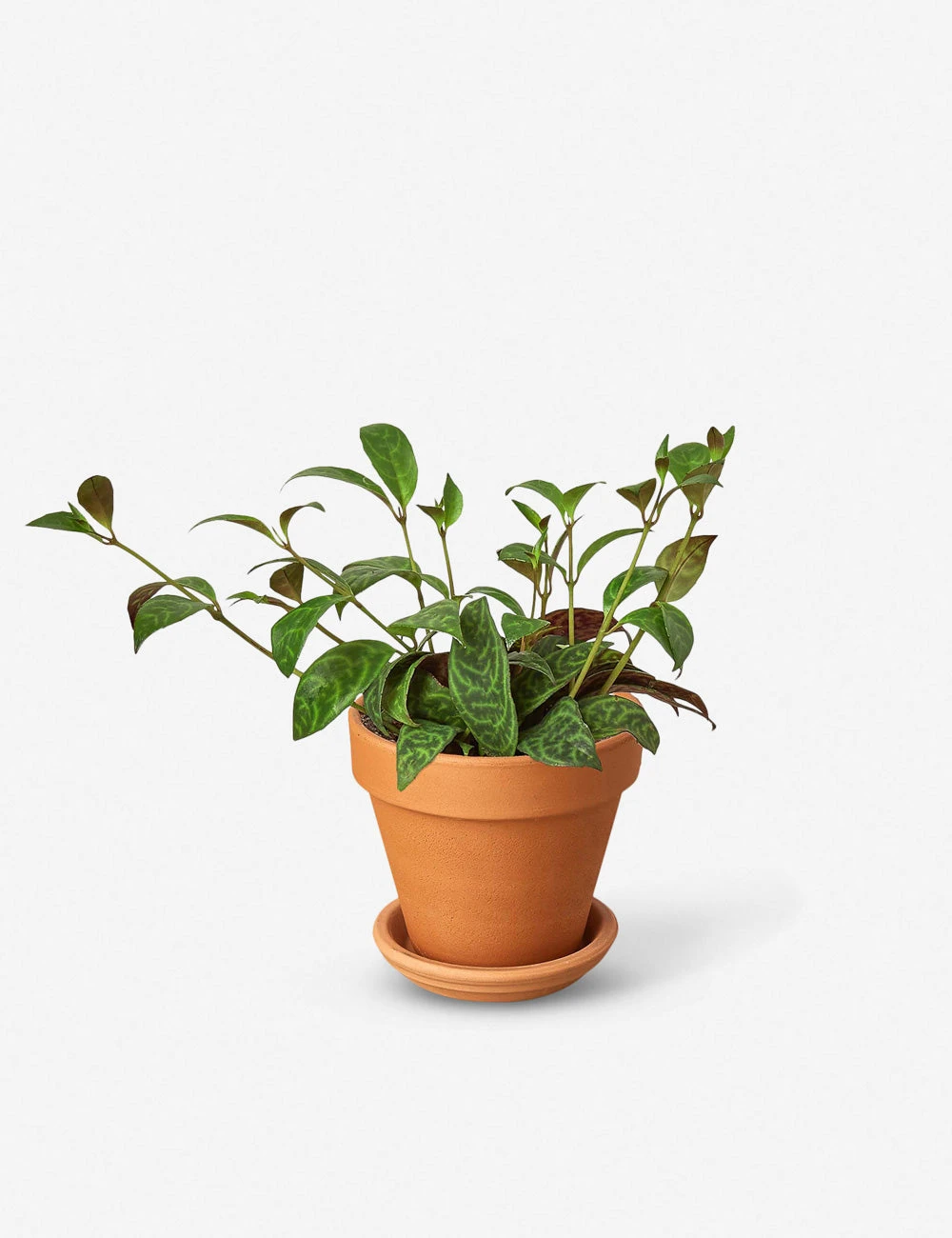 4_LIPSTICK_CLASSIC_TERRA.jpg Lulu And Georgia New Live Lipstick Plant