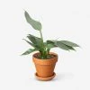 Lulu And Georgia Live Philodendron Plant (Silver Sword) New