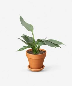 Lulu And Georgia Live Philodendron Plant (Silver Sword) New