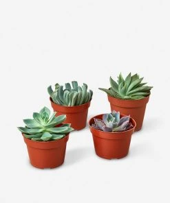 Lulu And Georgia New Live Echeveria Succulent Plants (Set Of 4), 4" Grower Pots