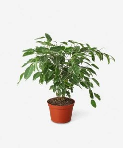 Lulu And Georgia New Live Ficus Benjamina Plant