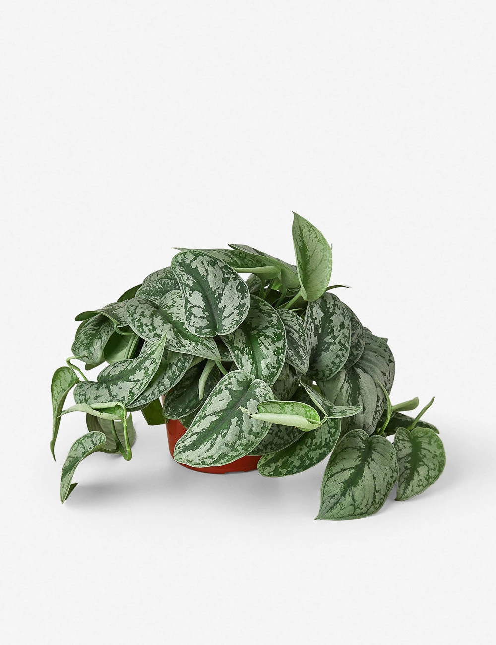 6_POTHOS_SILVER.SPLASH.jpg Lulu And Georgia Live Pothos Plant (Silver Splash) New