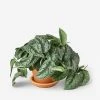 Lulu And Georgia Live Pothos Plant (Silver Splash) New