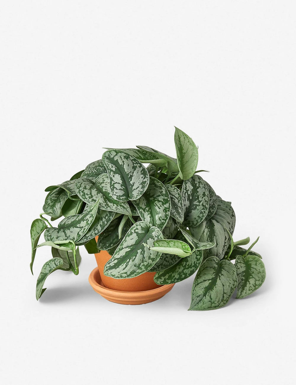 6_POTHOS_SILVER.SPLASH_TERRA.jpg Lulu And Georgia Live Pothos Plant (Silver Splash) New