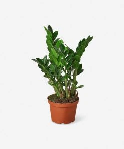 Lulu And Georgia Live Zamioculcas Zamiifolia Plant (ZZ Plant)