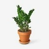 Lulu And Georgia Live Zamioculcas Zamiifolia Plant (ZZ Plant)