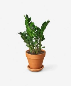 Lulu And Georgia Live Zamioculcas Zamiifolia Plant (ZZ Plant)