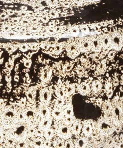 Lulu And Georgia Phillipe Vase New