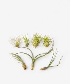 Lulu And Georgia Live Air Plants (Set Of 7) New