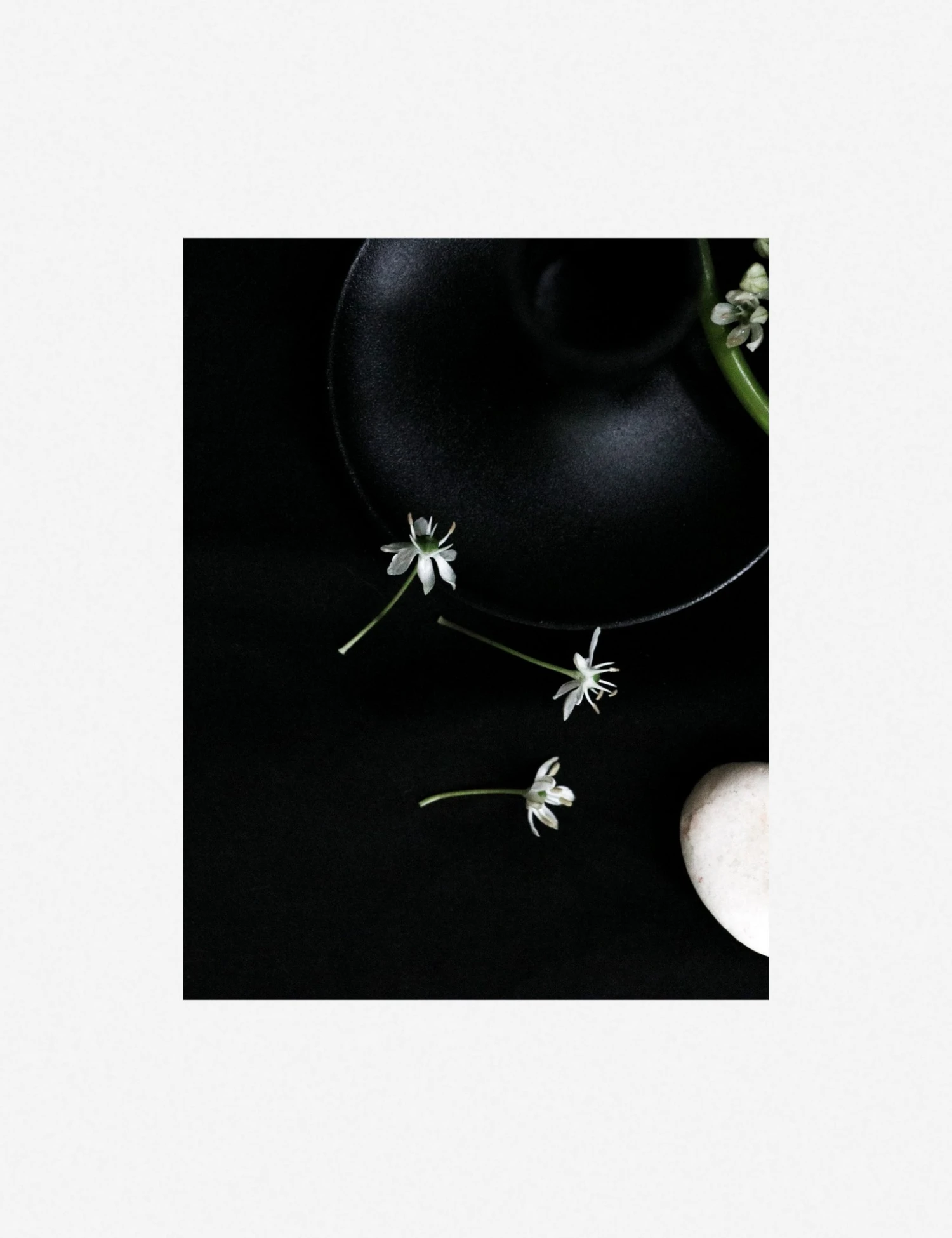 Lulu And Georgia 'Still Life 5' Photography Print By Ashley Johnson 6 Lulu And Georgia 'Still Life 5' Photography Print By Ashley Johnson