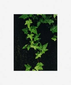 Lulu And Georgia Mossy Greens 'Still Life 15' Photography Print By Ashley Johnson