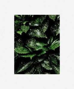 Lulu And Georgia Mossy Greens 'Still Life 7' Photography Print By Ashley Johnson