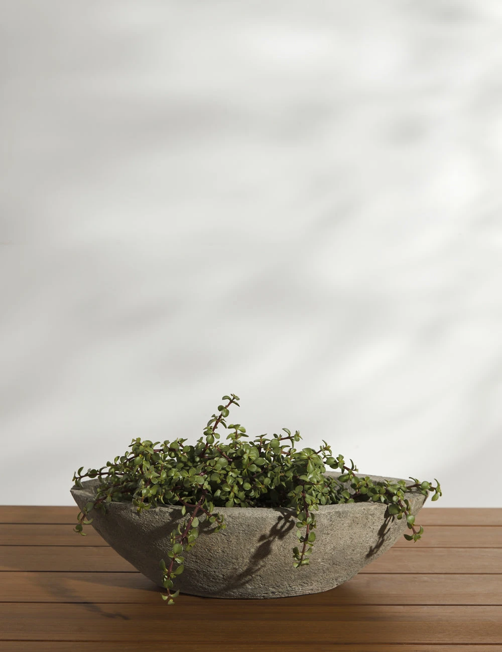 CelineCastStoneTabletopPlanterbyCampaniaInternational_10949.jpg Lulu And Georgia New Cast Stone Tabletop Planter By Campania International