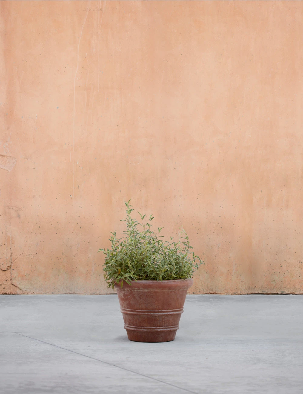 ClassicRolledRimPlanter_14.75_byCampaniaInternational-00002.jpg Lulu And Georgia Classic Rolled Rim Planter By Campania International