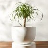 Lulu And Georgia Dreama Indoor / Outdoor Planter New