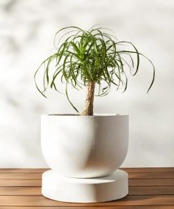 Lulu And Georgia Dreama Indoor / Outdoor Planter New