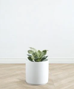 Lulu And Georgia LBE Design Ceramic Planter Décor