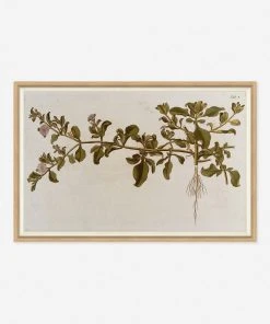 Lulu And Georgia 'Flowering Plants I' Wall Art By Franz Anton Von Scheidl Mossy Greens