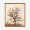 Lulu And Georgia Earth Tones 'Oak Tree' Print By William Henry Fox Talbot