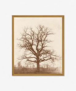 Lulu And Georgia Earth Tones 'Oak Tree' Print By William Henry Fox Talbot