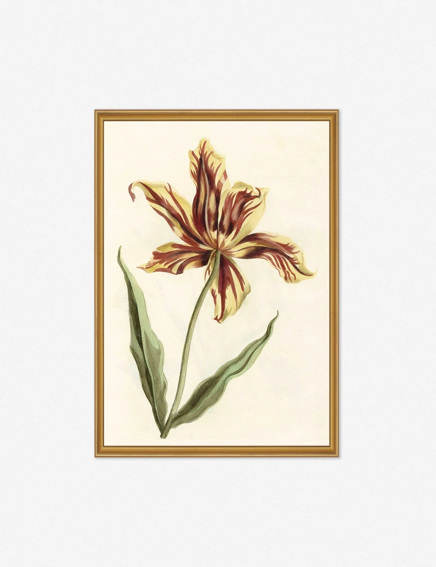 TulipGoldFrame.jpg Lulu And Georgia 'Tulip' Print