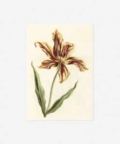 Lulu And Georgia 'Tulip' Print