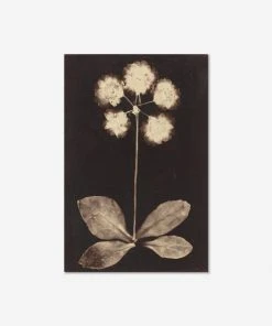 Lulu And Georgia 'Botanical Photogram' Print Walls