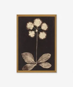 Lulu And Georgia 'Botanical Photogram' Print Walls