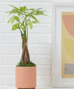 Lulu And Georgia LBE Design Ceramic Planter + Plinth Accessories + Décor