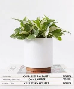 Lulu And Georgia LBE Design Ceramic Planter + Plinth Accessories + Décor