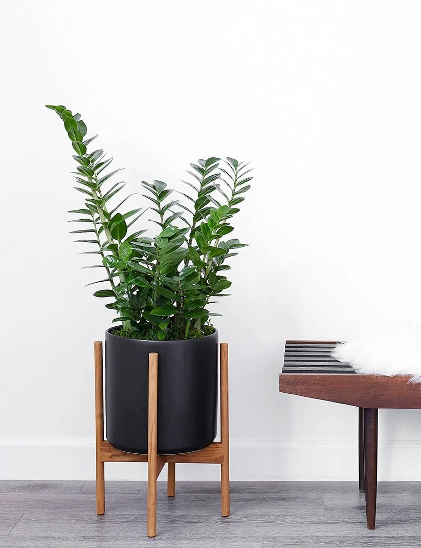 cyl-sd-10-blk-teak-nat_942b1203-af94-4aeb-83cb-8144138a3e99.jpg Lulu And Georgia LBE Design Ceramic Planter + Teak Stand