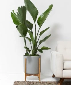 Lulu And Georgia LBE Design Ceramic Planter + Teak Stand