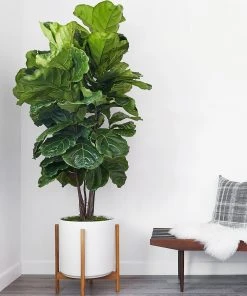 Lulu And Georgia LBE Design Ceramic Planter + Teak Stand 6 Lulu And Georgia LBE Design Ceramic Planter + Teak Stand