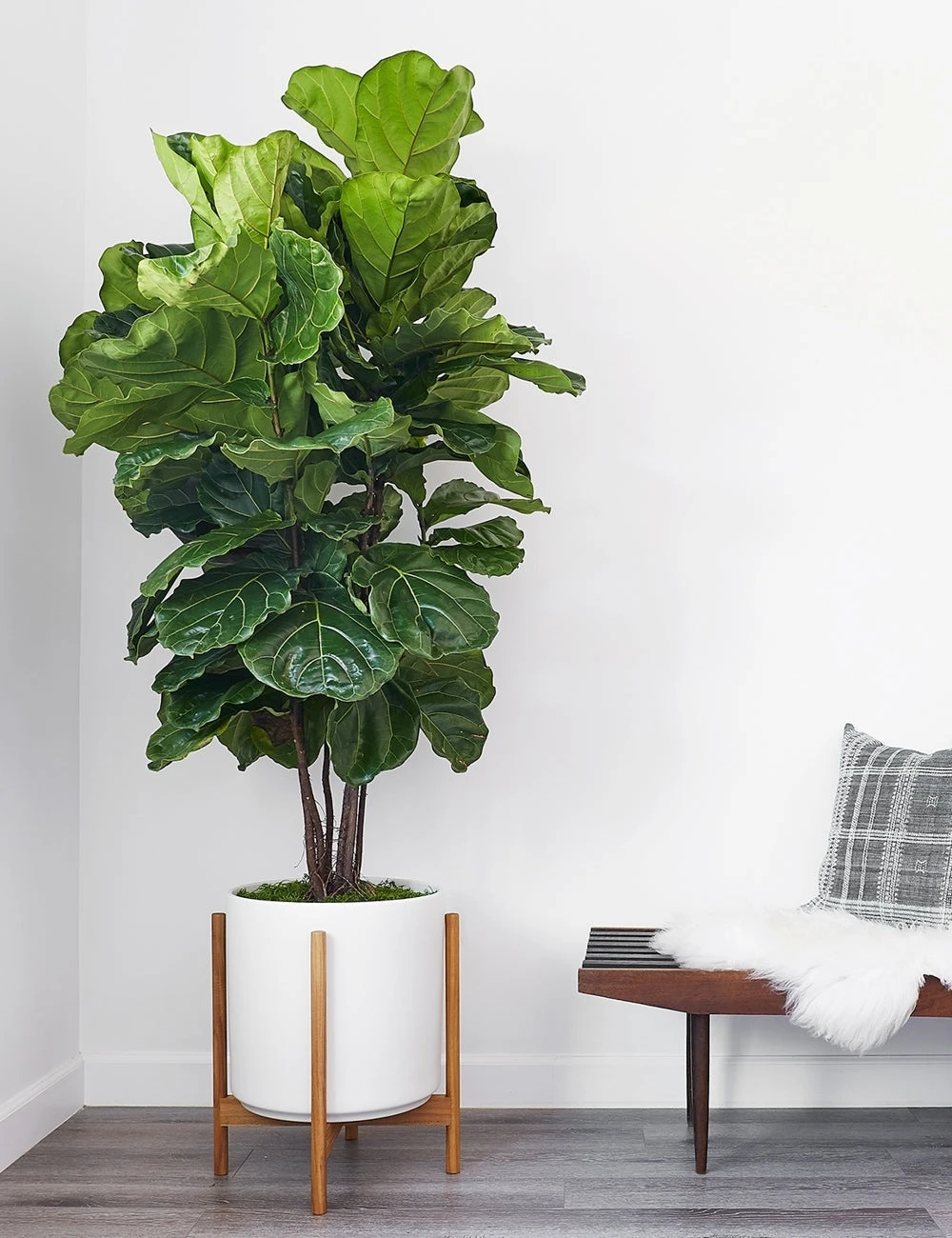 cyl-sd-14-wht-teak-nat_7ed76530-202e-483c-b7c5-05d8b9be8396.jpg Lulu And Georgia LBE Design Ceramic Planter + Teak Stand