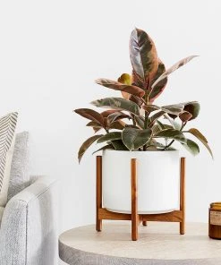 Lulu And Georgia LBE Design Ceramic Planter + Teak Stand 7 Lulu And Georgia LBE Design Ceramic Planter + Teak Stand