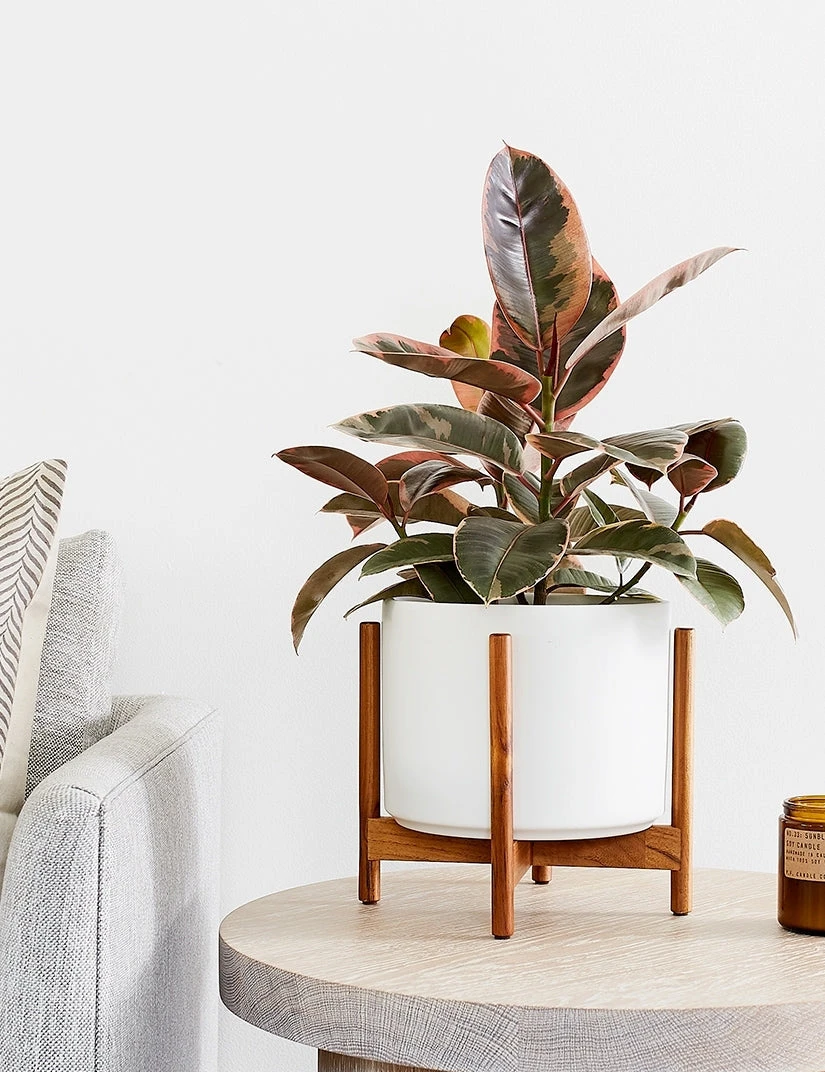 cyl-sd-8-wht-teak-nat_6580a9ac-1332-4adf-a31a-6b50e60ab89c.jpg Lulu And Georgia LBE Design Ceramic Planter + Teak Stand