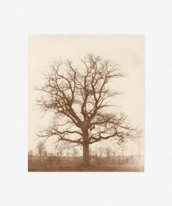 Lulu And Georgia Earth Tones 'Oak Tree' Print By William Henry Fox Talbot