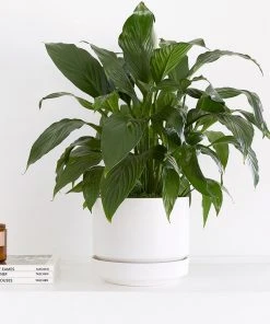 Lulu And Georgia LBE Design Ceramic Indoor / Outdoor Planter