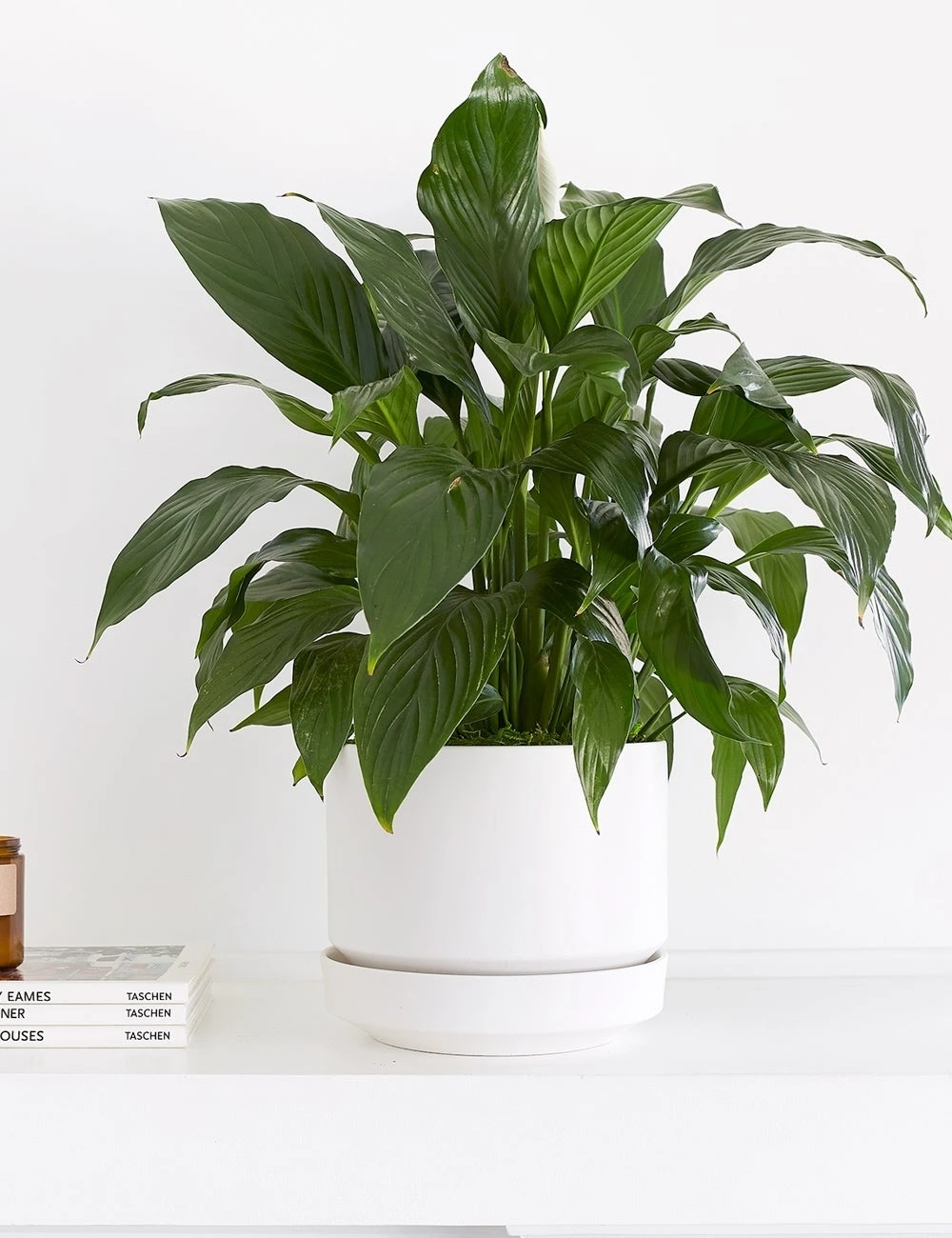 r2-wht-8in-02_9077acf2-2dc1-4e39-8869-8b5fb2a094c1.jpg Lulu And Georgia LBE Design Ceramic Indoor / Outdoor Planter