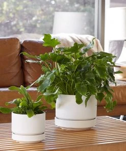 Lulu And Georgia LBE Design Ceramic Indoor / Outdoor Planter 2 Lulu And Georgia LBE Design Ceramic Indoor / Outdoor Planter