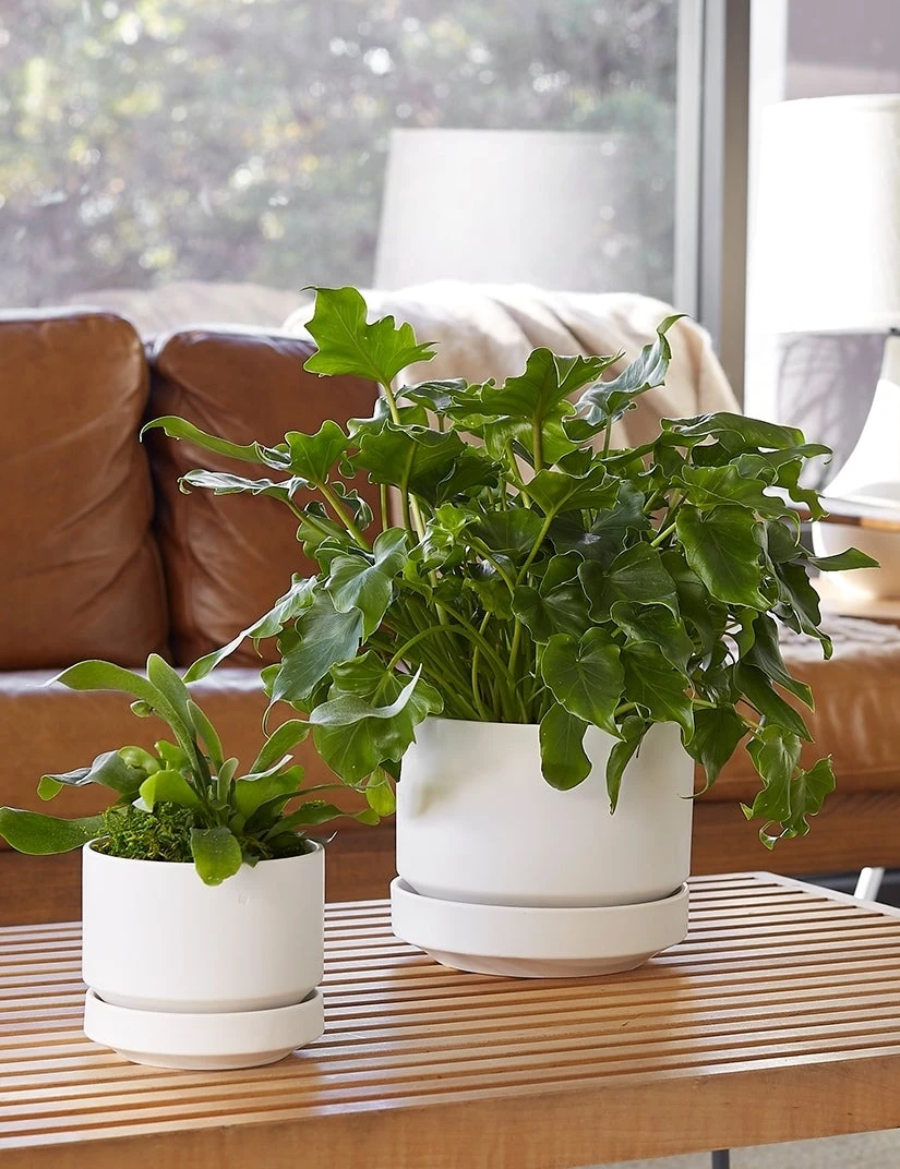 round_two_white_64255867-17e3-4fb0-afec-16a2354b3ecd.jpg Lulu And Georgia LBE Design Ceramic Indoor / Outdoor Planter